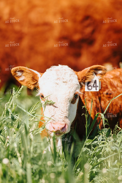 Hereford Calf in Pasture 68057