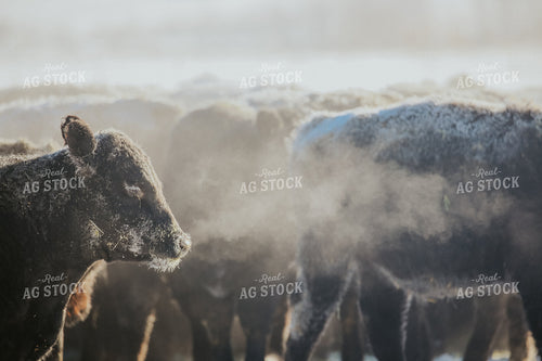 Black Angus Cattle 275009