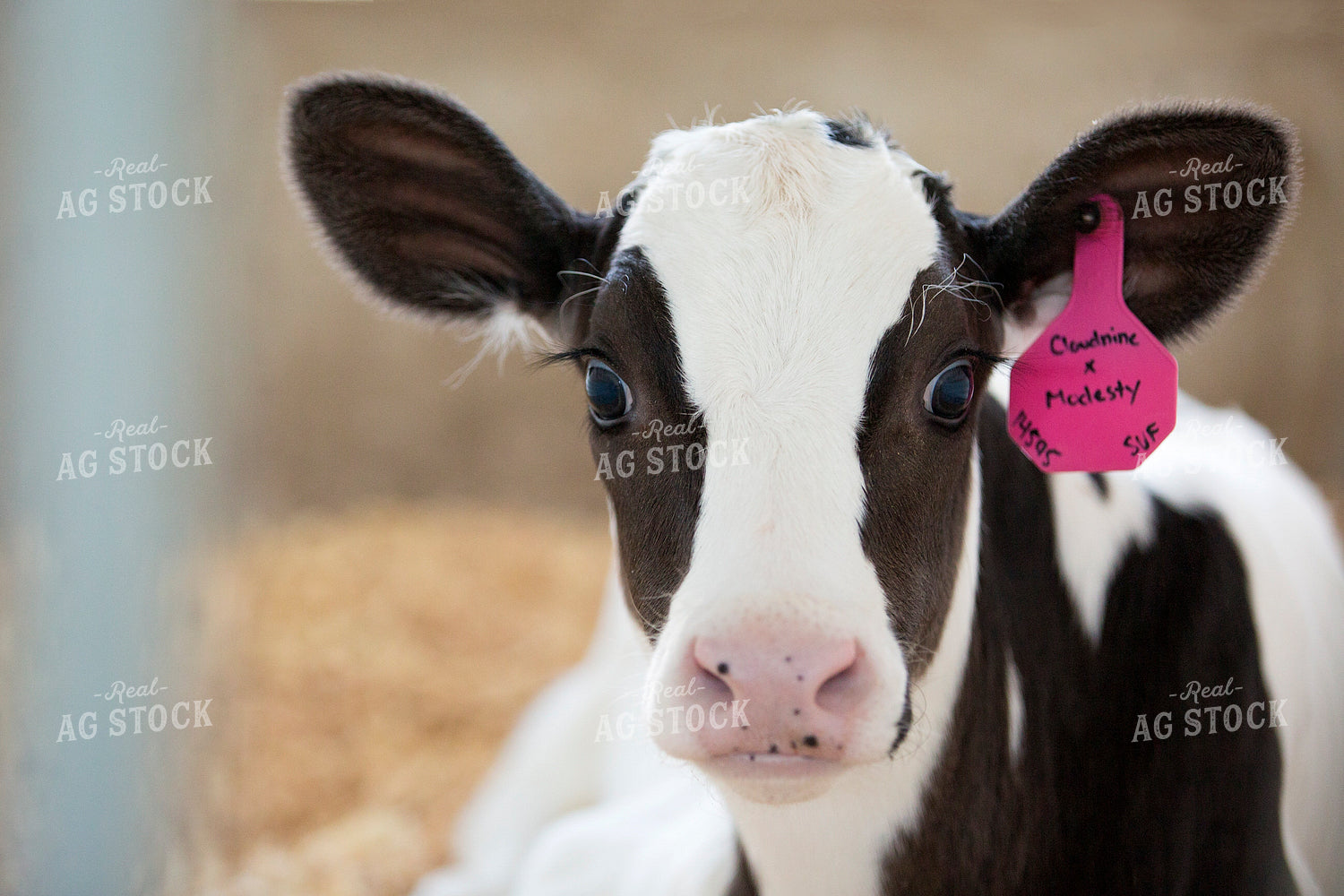 Holstein Calf 55320