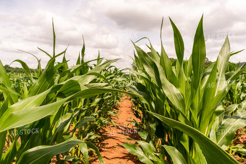 Midseason Corn Plants 128026