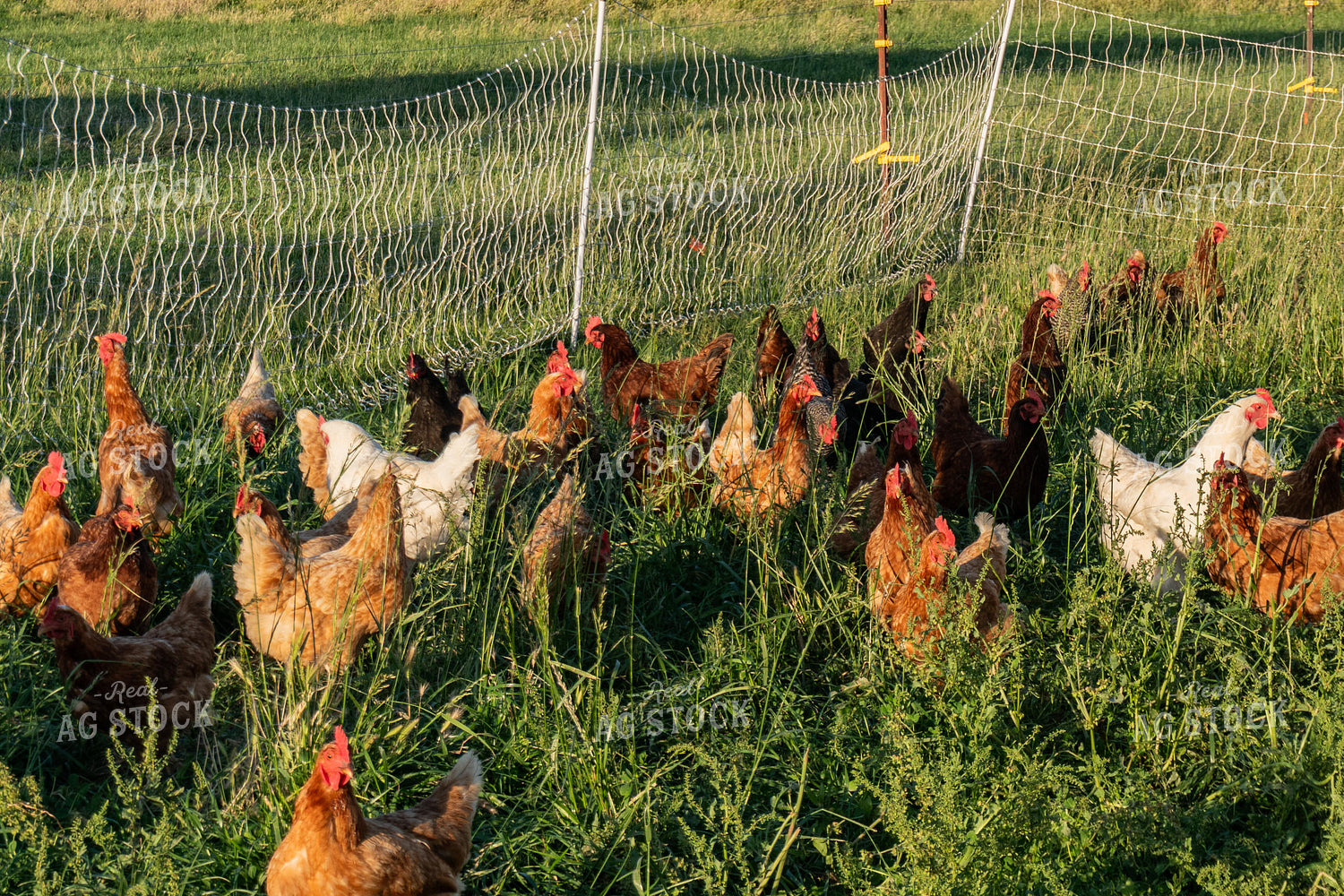 Chickens 276009