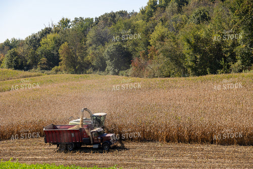 Chopping Corn Silage 194023