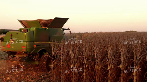 Corn Harvest 287017