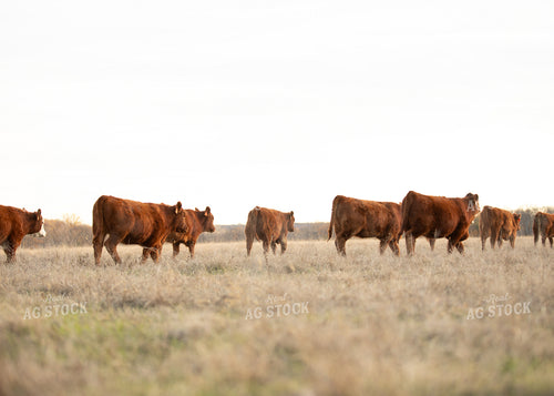 Red Angus Cattle 264008