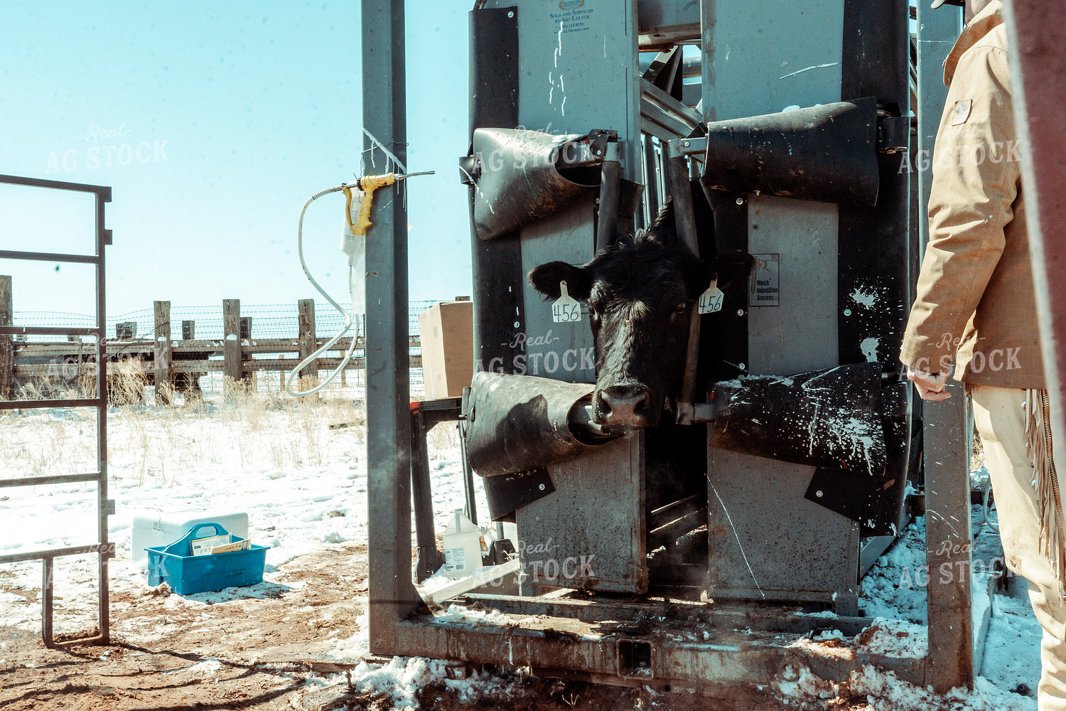 Cattle in Chute 58101
