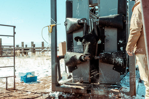 Cattle in Chute 58101