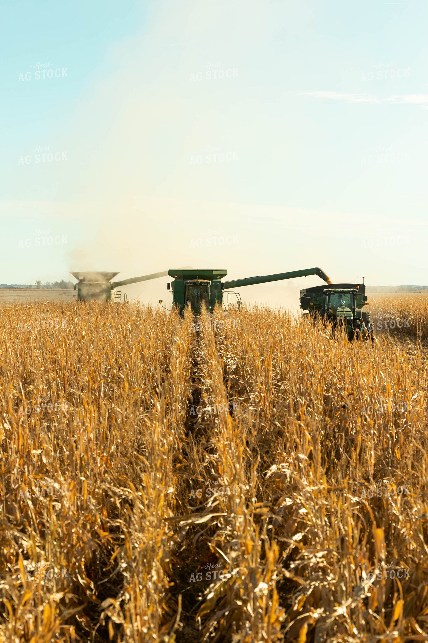 Corn Harvest 114004