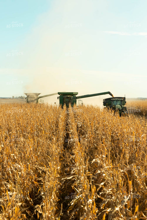 Corn Harvest 114004