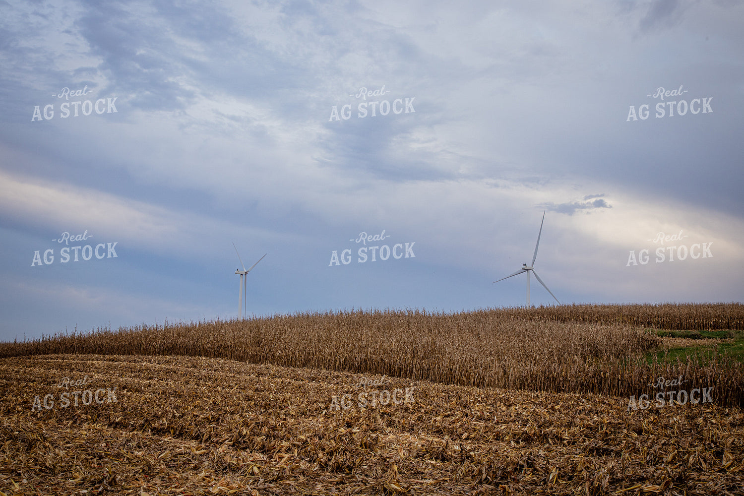 Dried Field of Corn 268198