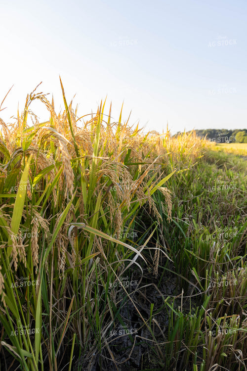 Soybean Plant 79351