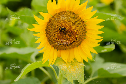 Sunflowers 291137