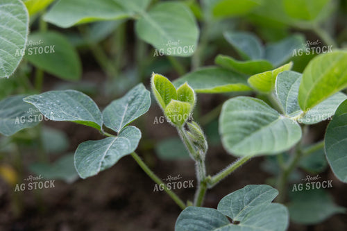 Midseason Soybeans 52820