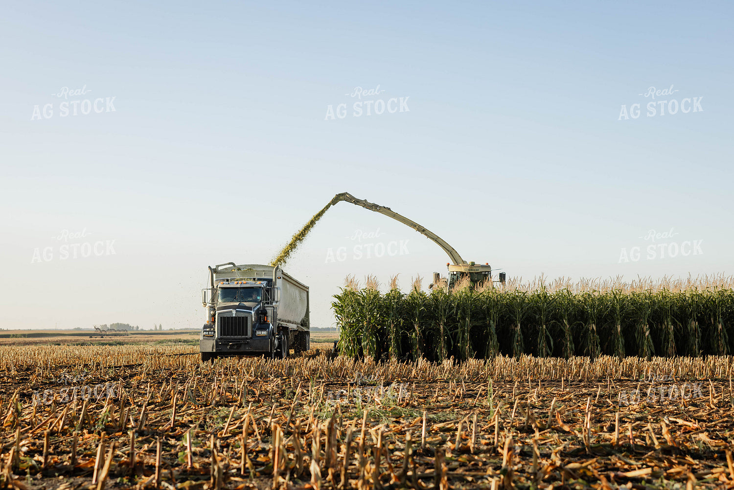 Chopping Corn Silage 152996