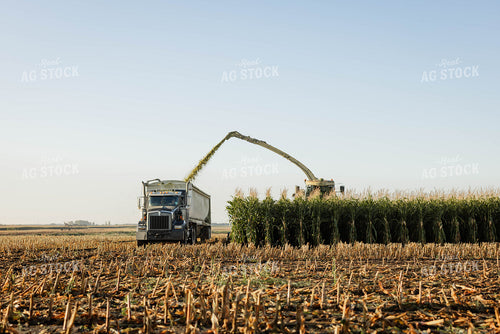 Chopping Corn Silage 152996
