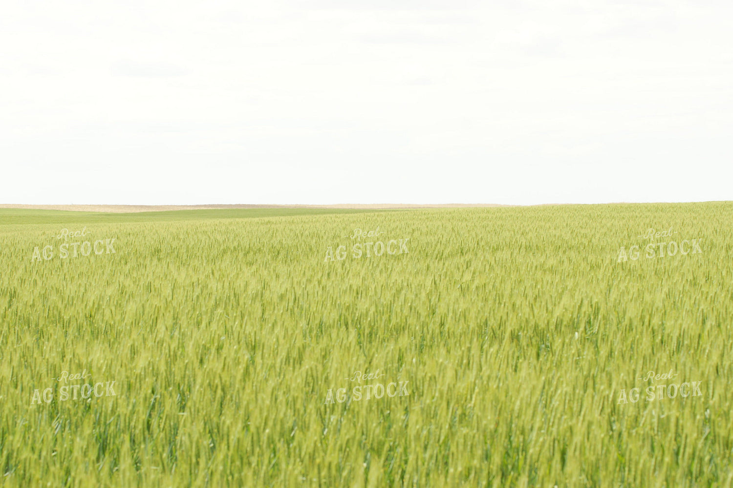 Wheat Field 146014