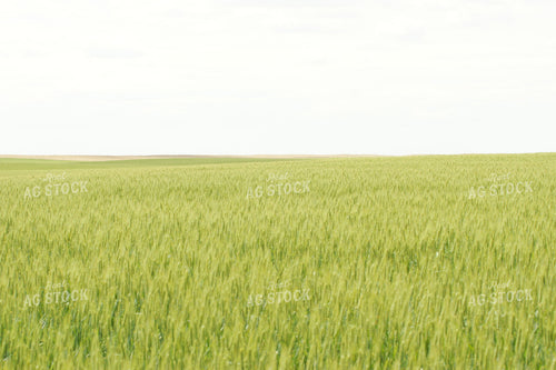 Wheat Field 146014