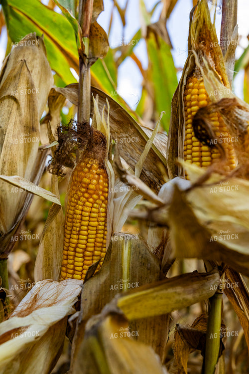 Ears of Corn in Field 291090