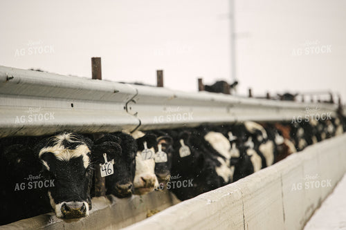 Black Baldy Cattle Eating out of Feed Bunk in Feedlot 70102