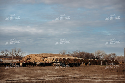 Uncovered Silage Pile 196193