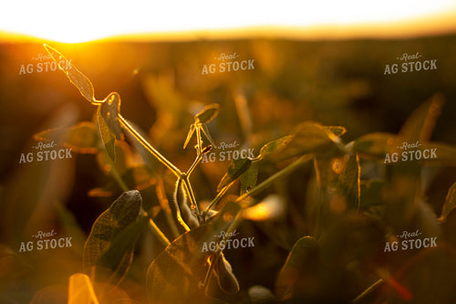 Soybeans - Mid-Season 4899