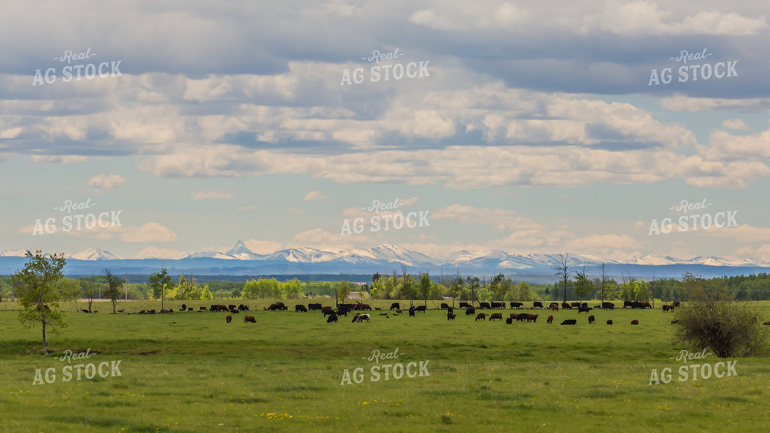 Cattle Graze in Scenic Open Pasture with Snow Covered Mountains in Background 138009