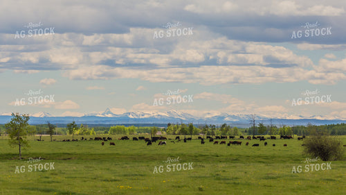Cattle Graze in Scenic Open Pasture with Snow Covered Mountains in Background 138009