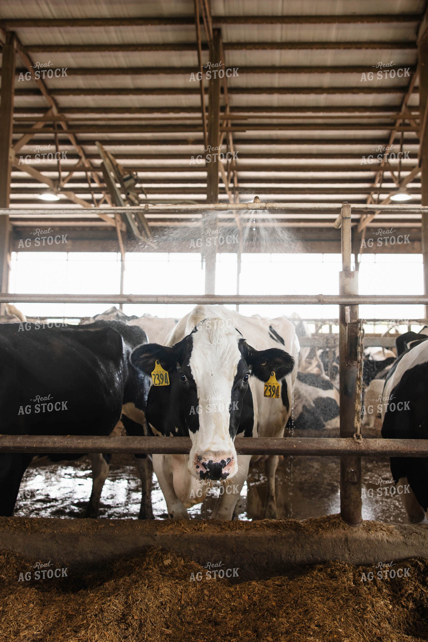 Cattle in Open Air Barn 152749