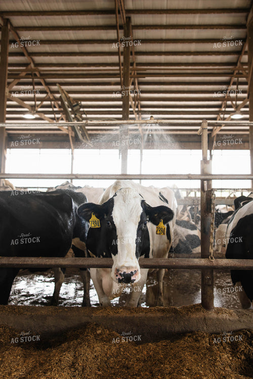 Cattle in Open Air Barn 152749