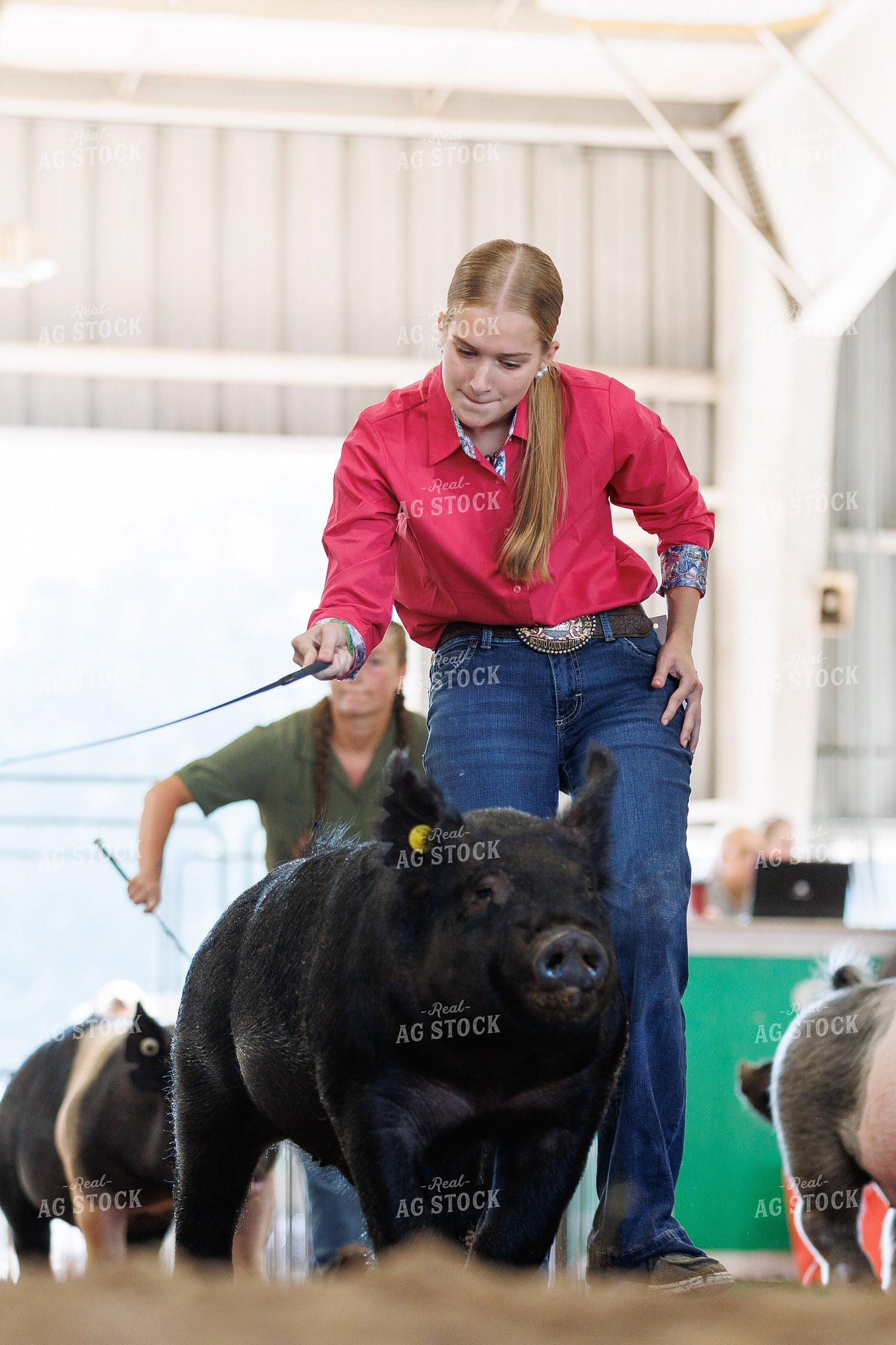 Showing Pigs 295093