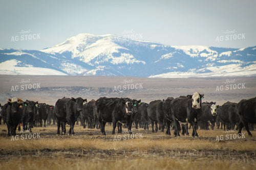 Angus Replacement Heifer Cattle on Pasture 78111