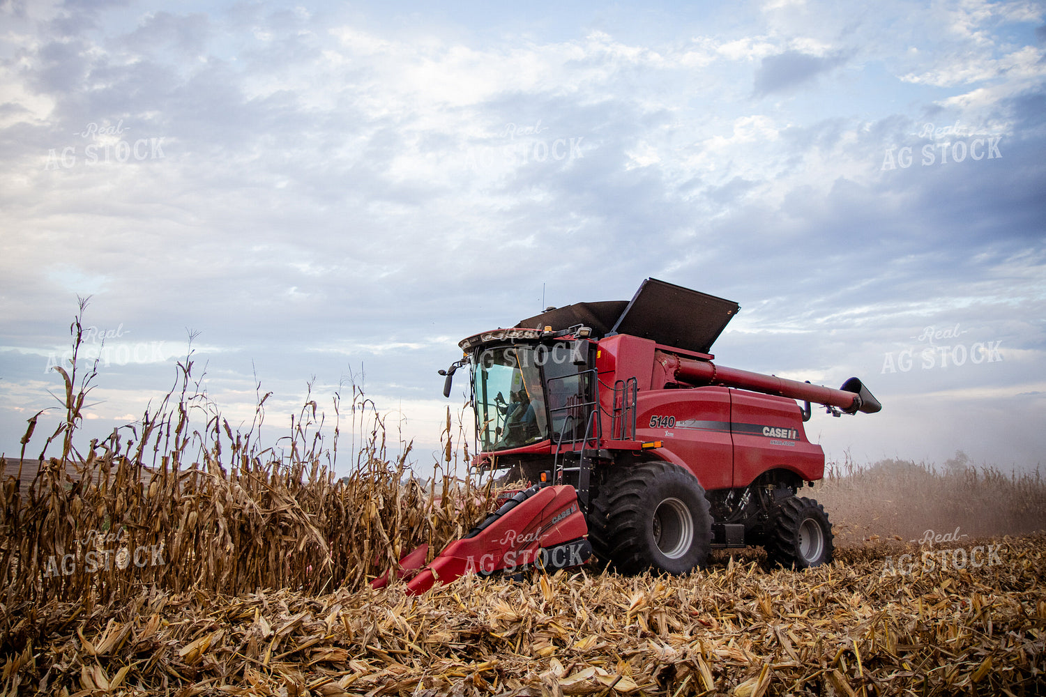 Corn Harvest 268210