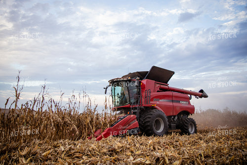 Corn Harvest 268210