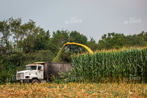 Cutting Corn Silage 270610