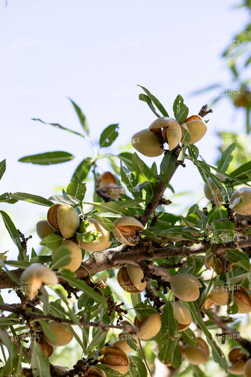 Almond Tree 276053