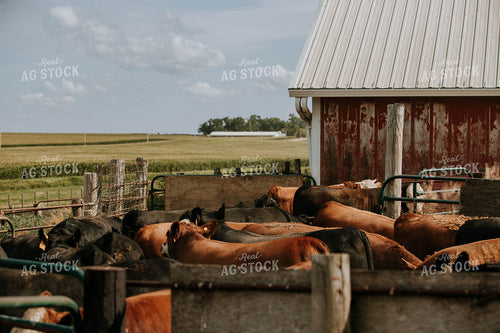 Cattle in Farmyard 77132