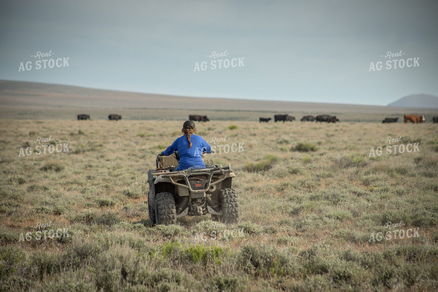 Moving Cattle with Four Wheeler 78219