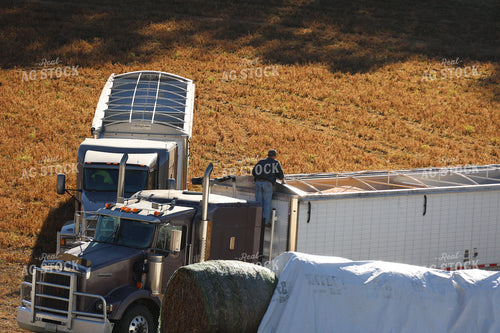 Farmer Checking Semi 194028