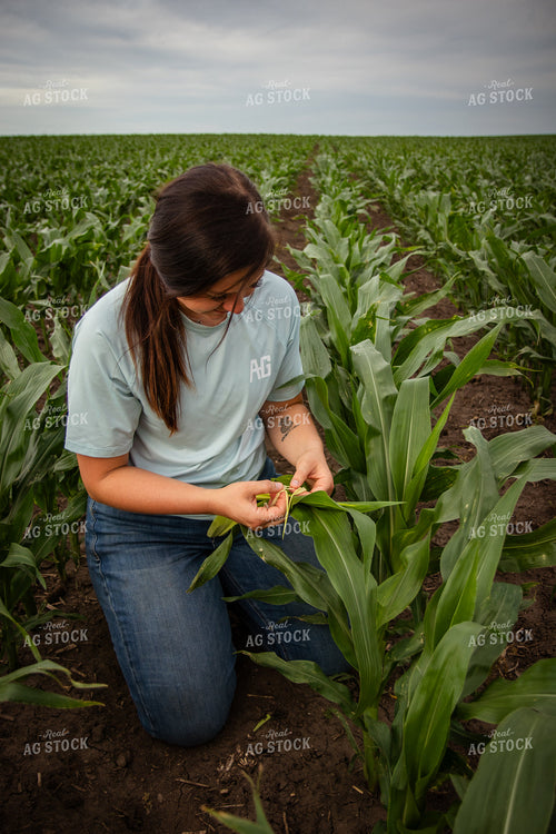 Female Farmer Checking Corn 67780