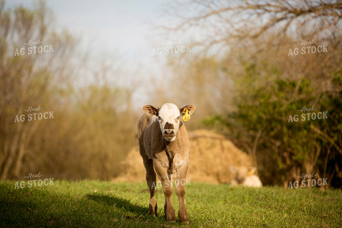 Calf - Charolais and Angus Cross 2