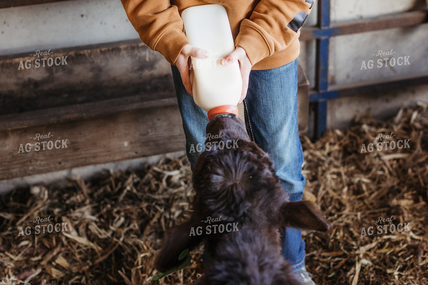 Farm Kid Bottle Feeding Calf 174041