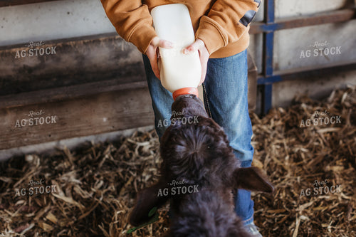 Farm Kid Bottle Feeding Calf 174041