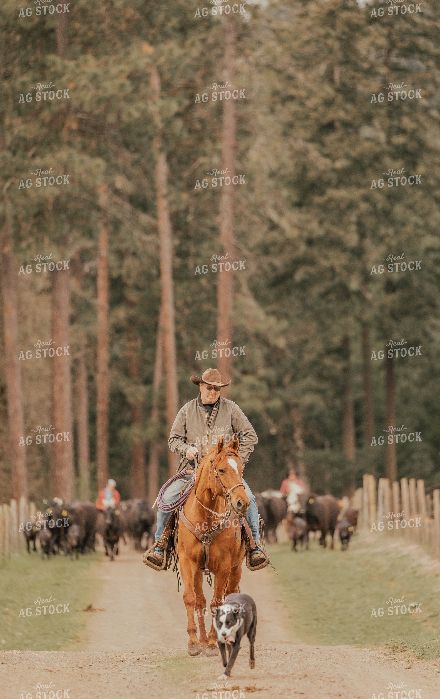 Rancher and Ranch Dog Moving Cattle 66027