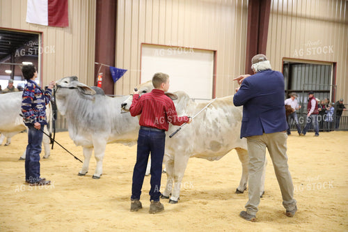 Showing Cattle 102070