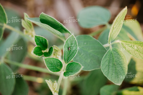 Insect on Soybean Leaf 125153