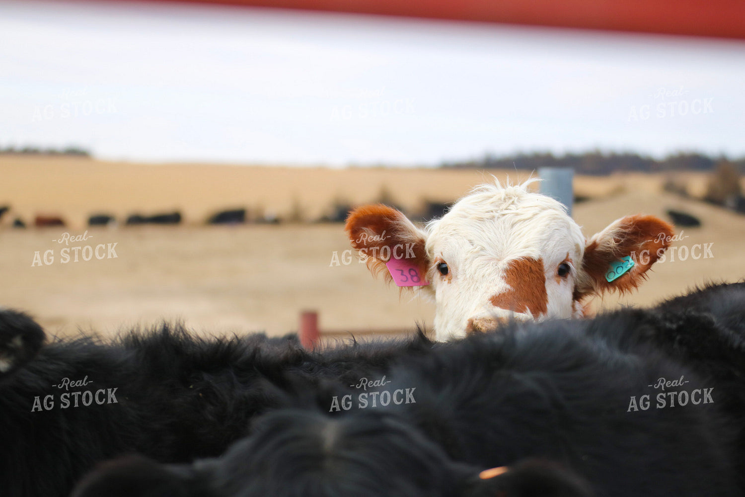 Cattle in Feedlot 82472