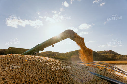 Soybean Harvest 52650