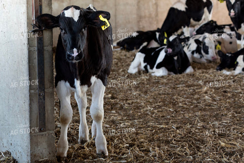 Holstein Calf in Barn 90001