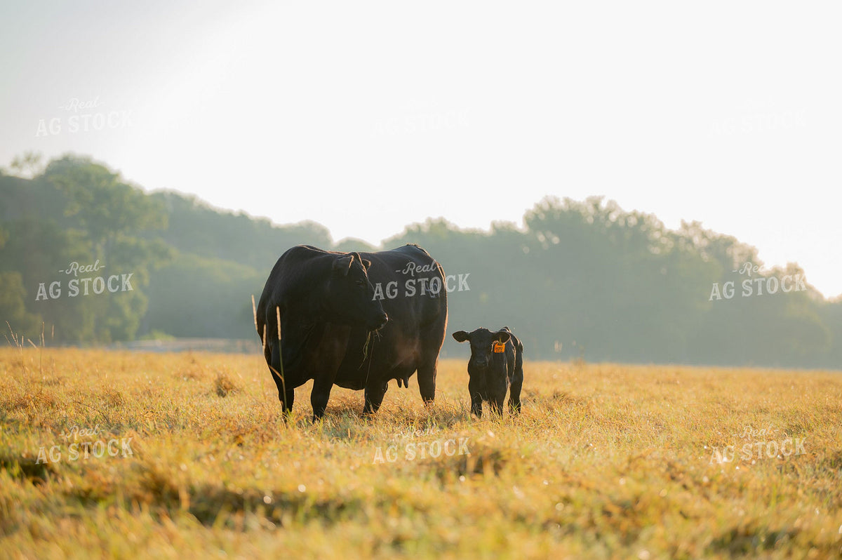 Black Angus Cow and Calf Pair in Morning Pasture Light 402023