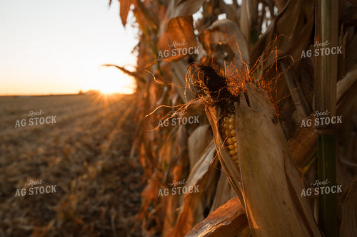 Dried Corn 26047