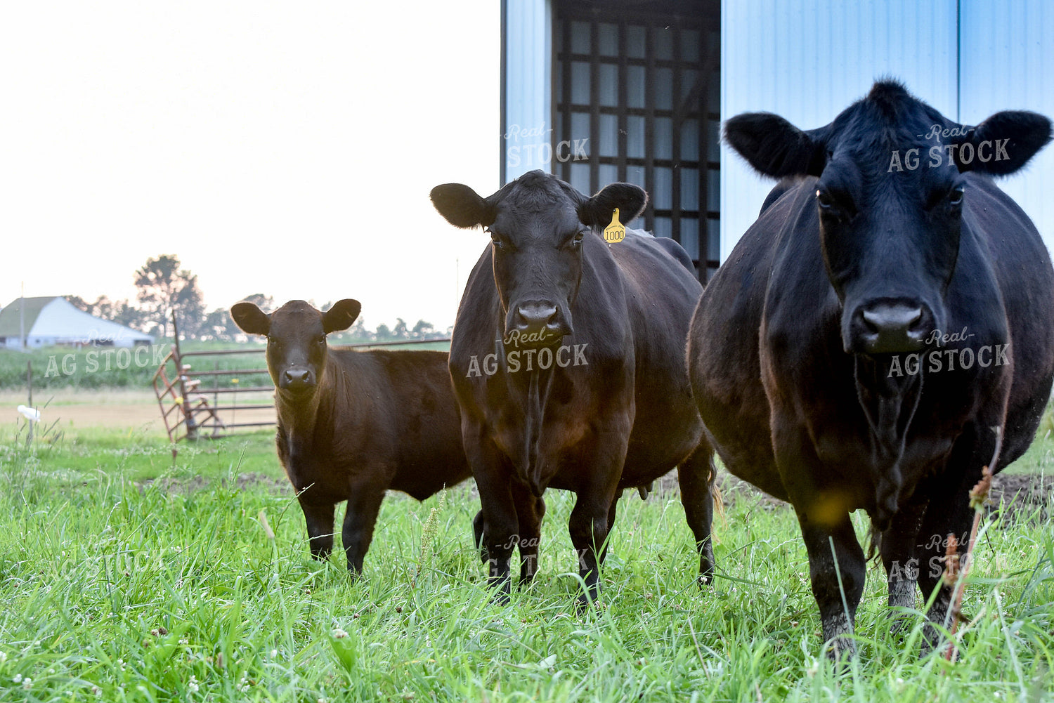 Black Angus Cattle 90012